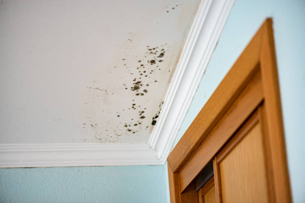 Best HVAC Mold Remediation in Long Lake, MN