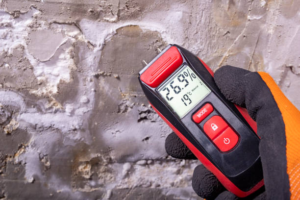Best Basement Mold Remediation in Long Lake, MN