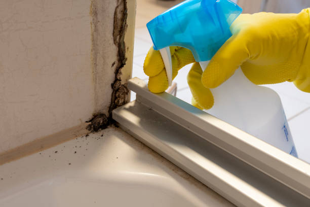 Best Crawl Space Mold Remediation in Long Lake, MN