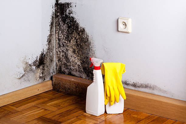 Best Kitchen Mold Remediation in Long Lake, MN