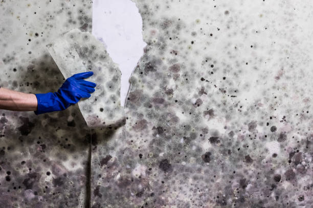 Best Mold Remediation for Specific Building Types in Long Lake, MN