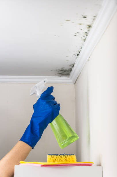 Best Attic Mold Remediation in Long Lake, MN